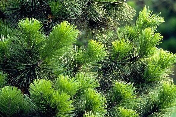 ihly na liečbu prostatitídy