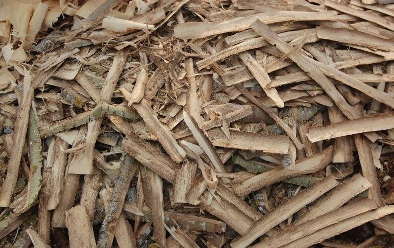 osika kôra na prostatitídu